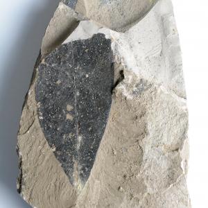 Fosil Terminalia